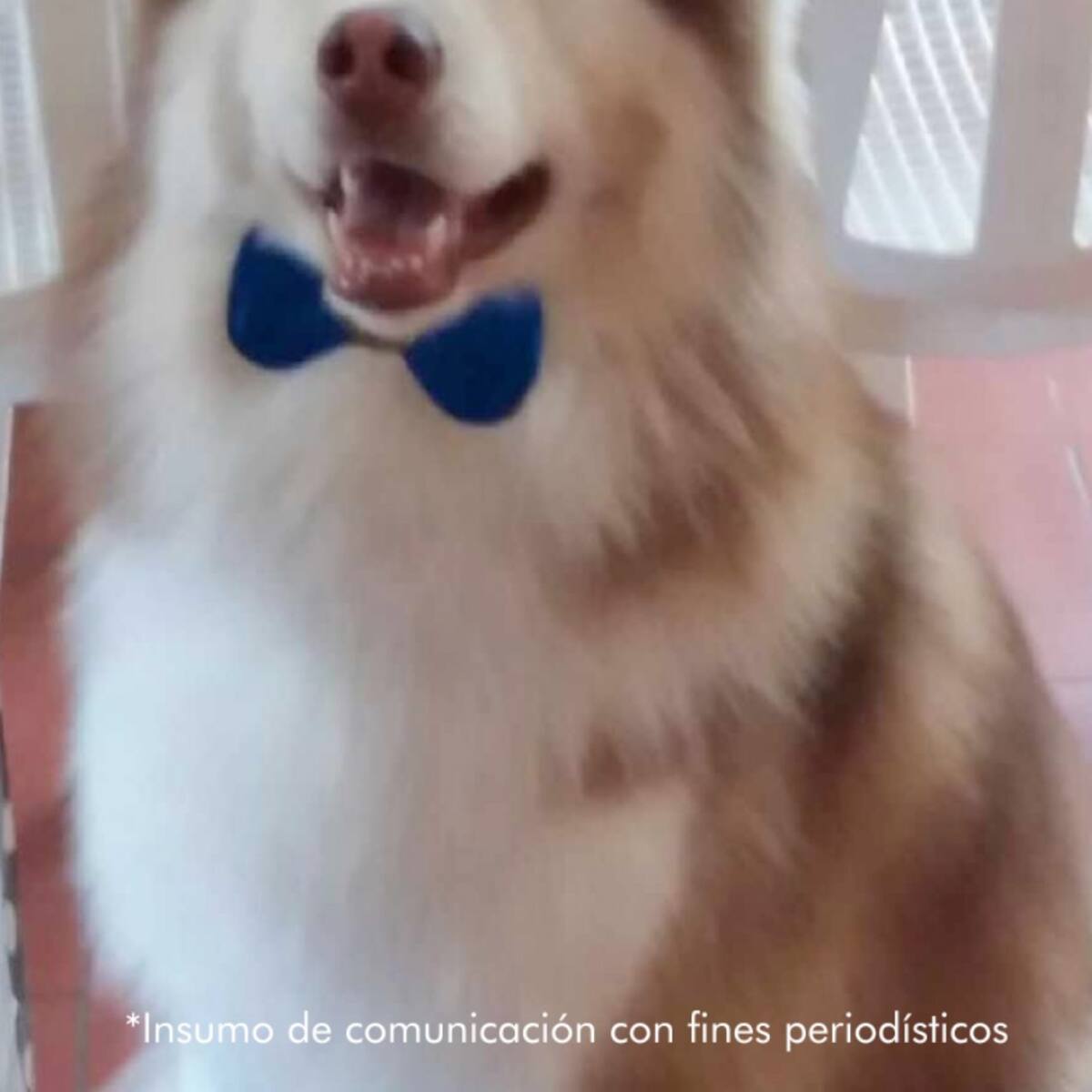 Imputan a la propietaria de un SPA canino, por causarle la muerte a un perro en Medellín