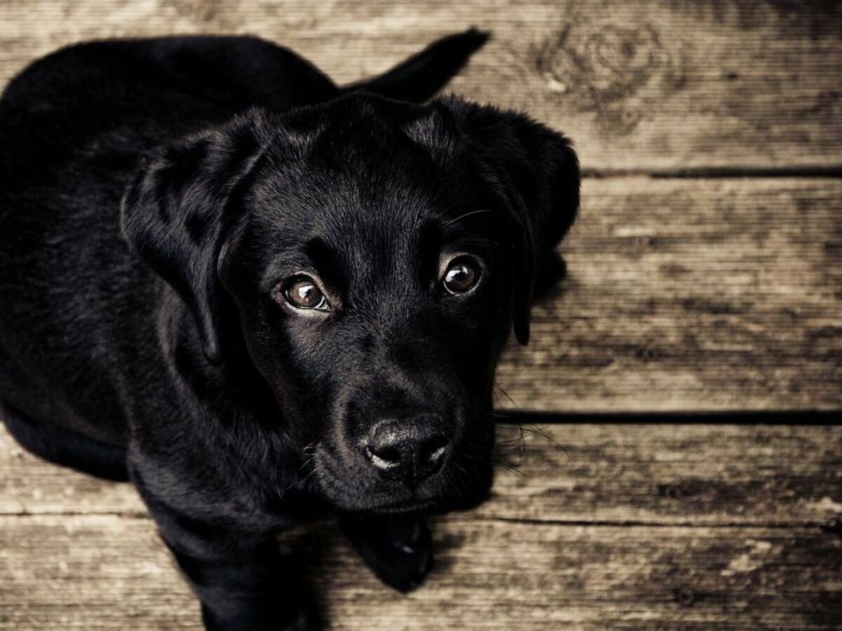 La Protección Animal Mundial rechaza el abandono de mascotas