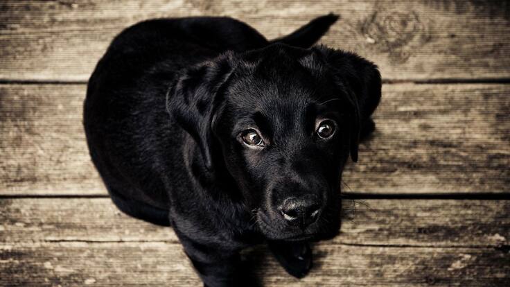 La Protección Animal Mundial rechaza el abandono de mascotas