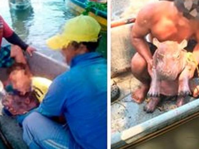 Hallaron al hipopótamo bebé que había sido capturado en el Magdalena Medio