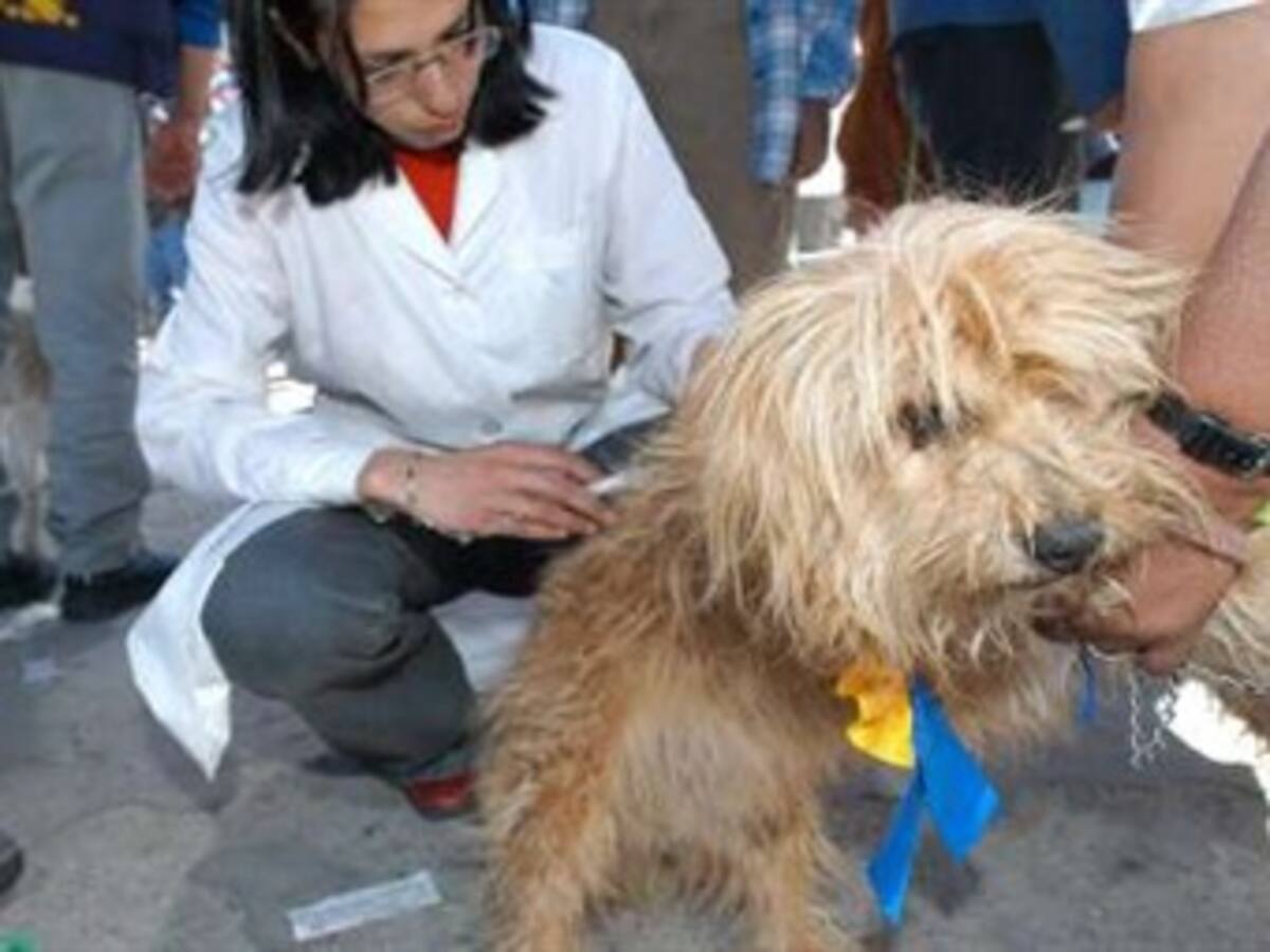 Instituto Nacional de Salud advierte vacunar a perros y gatos para evitar la rabia
