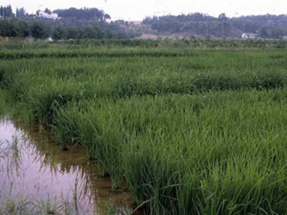Invierno provoca la destrucción de 100 mil hectáreas de productos de pancoger: SAC