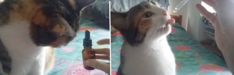 Aromaterapia para animales