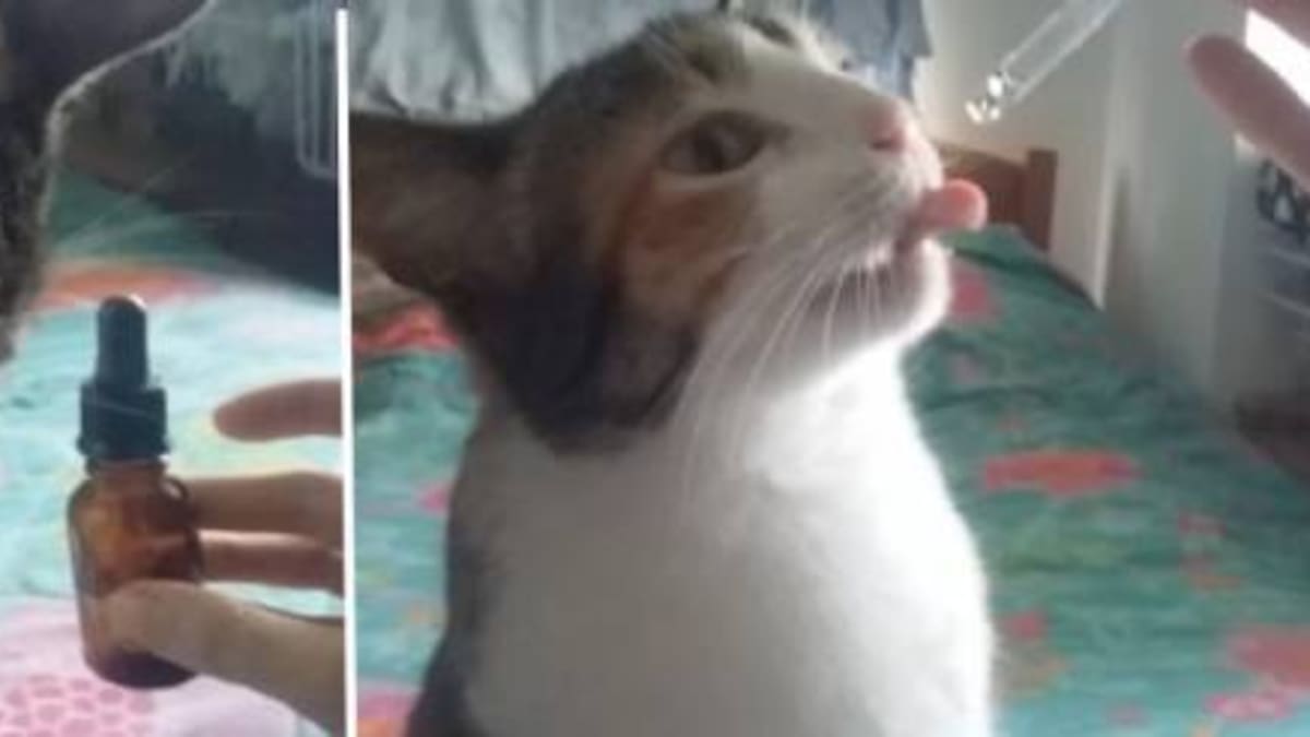 Esencias florales para controlar el ánimo de los animales