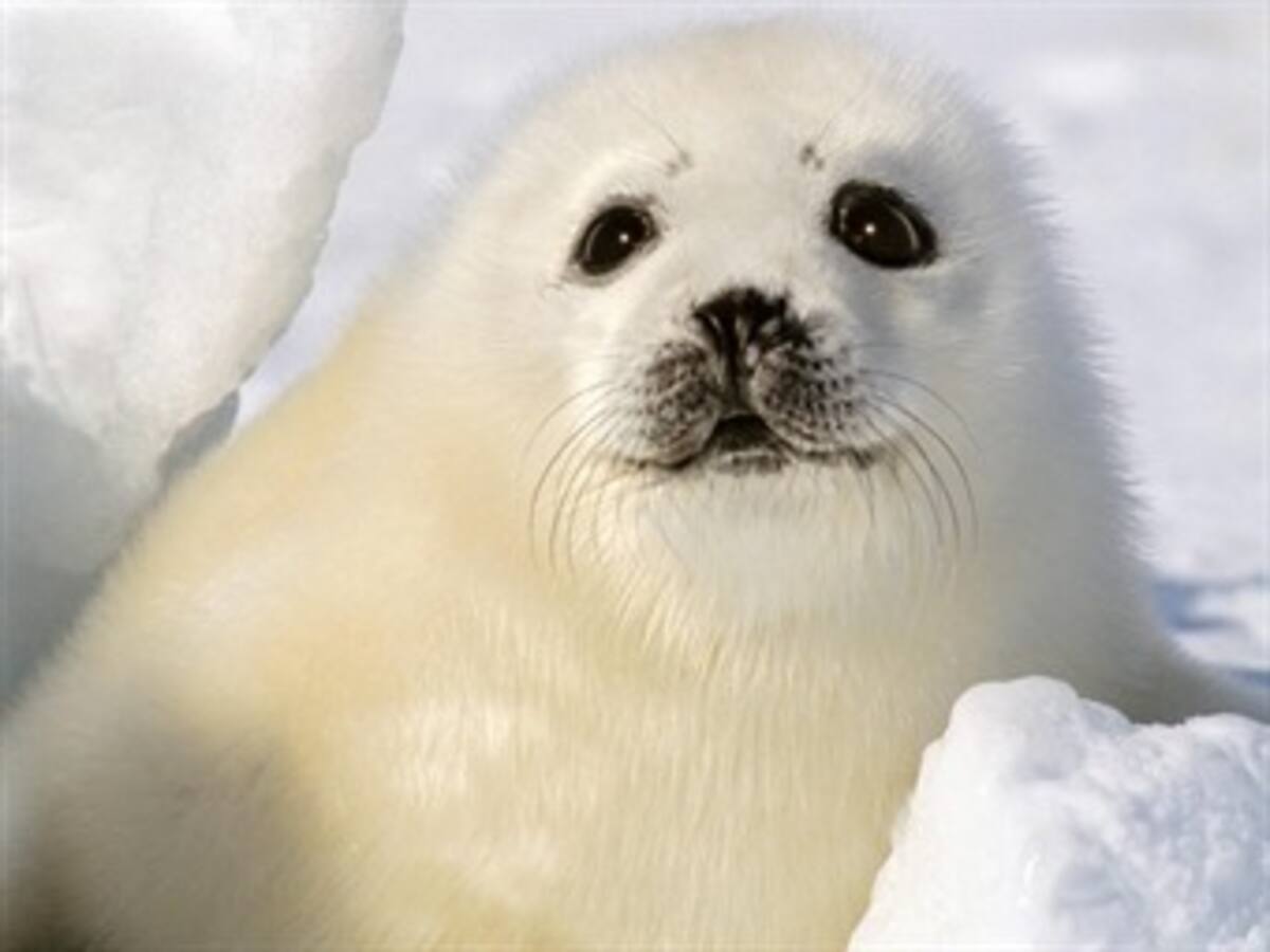 Canadá 'defenderá' la caza de focas ante propuesta de limitar su comercio