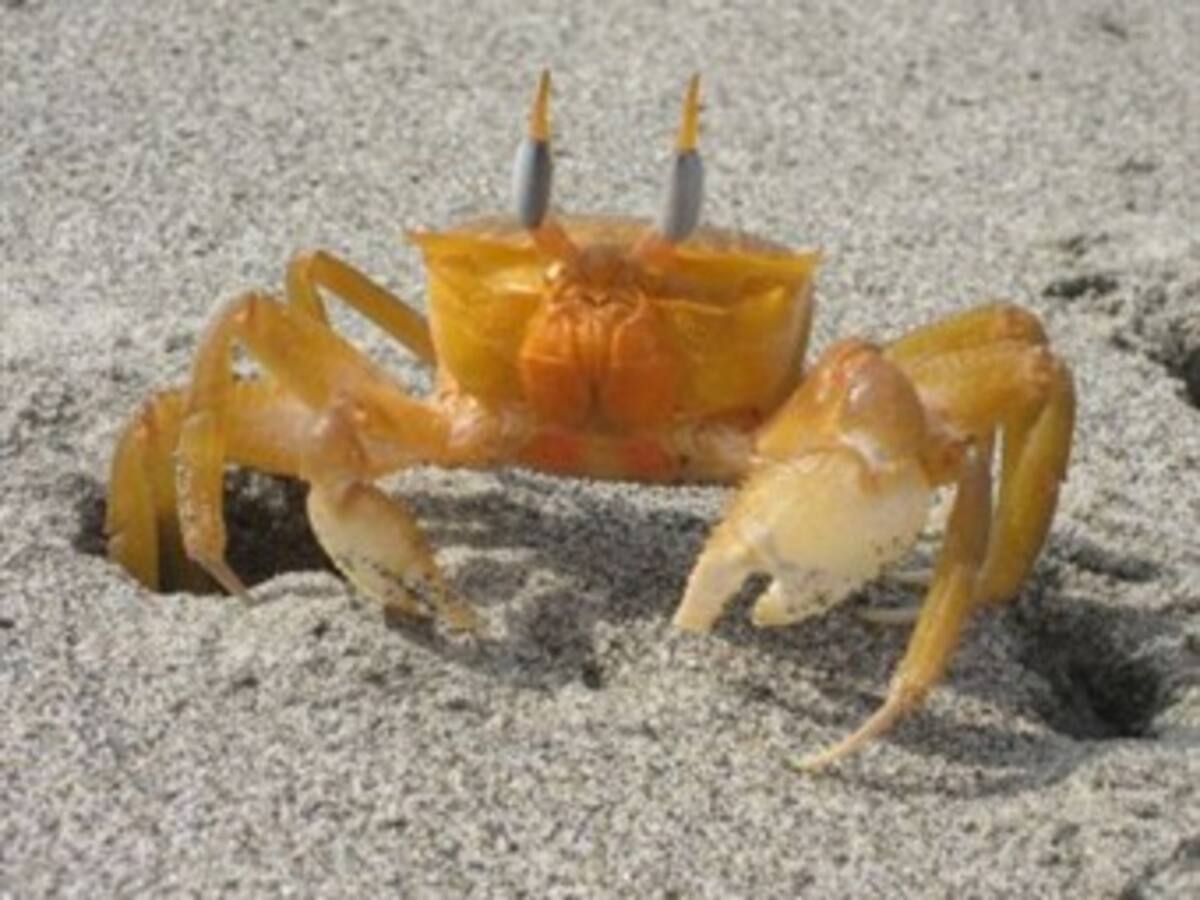 Un cangrejo invasor beneficia a ciertas especies autóctonas del Guadalquivir