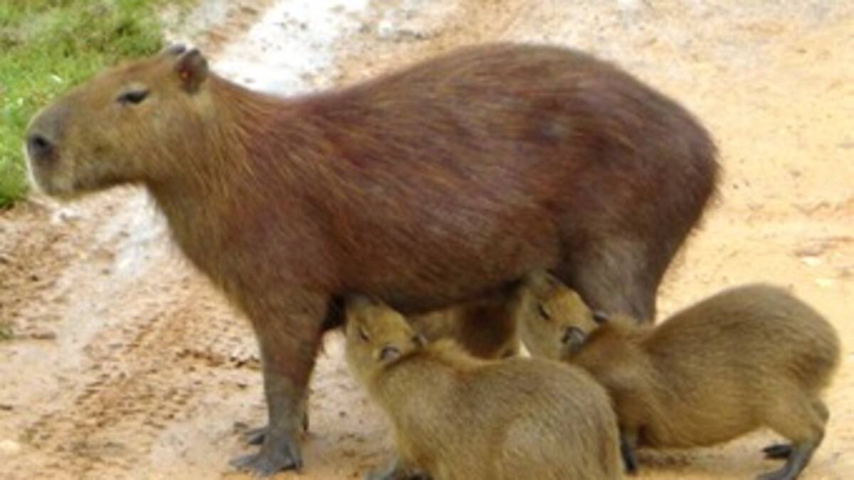 Determinan sexo de chigüiros para preservar la especie