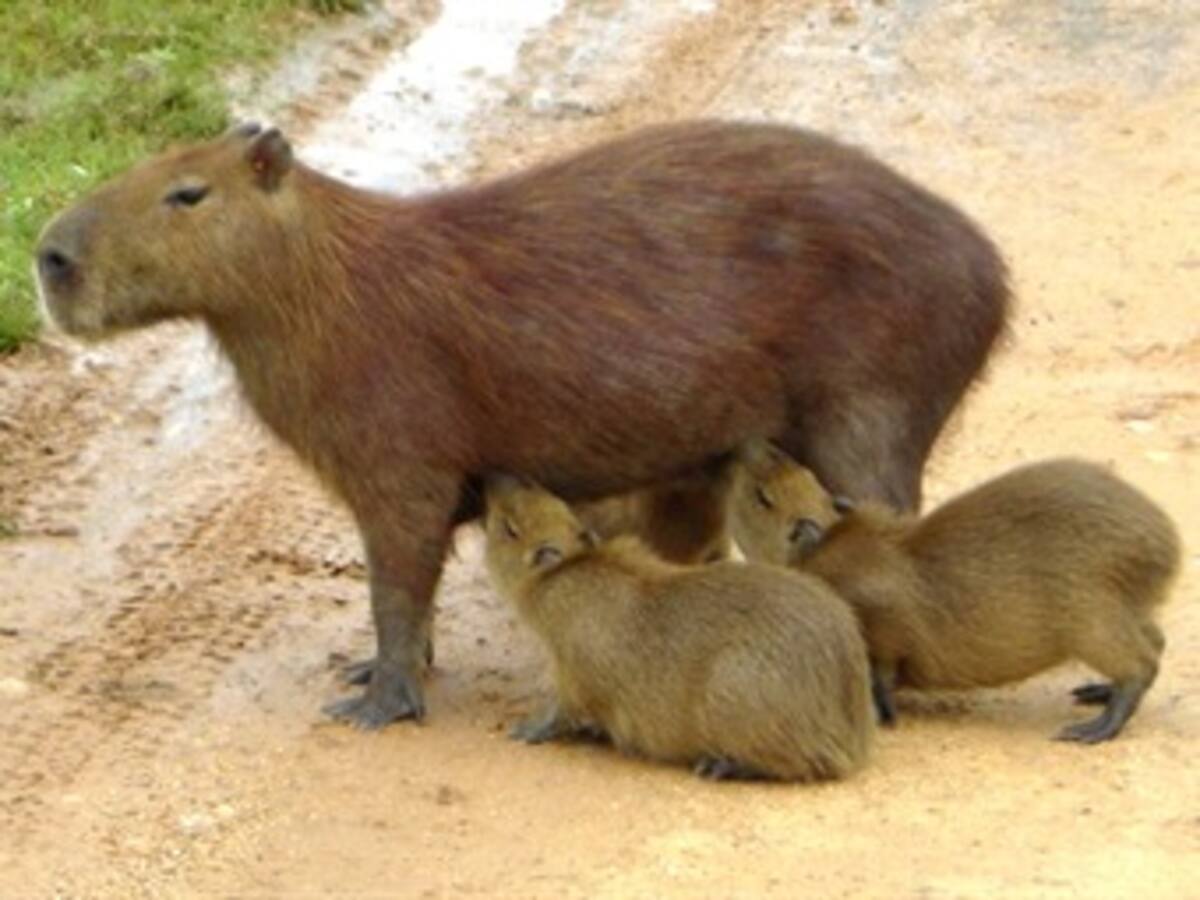 Determinan sexo de chigüiros para preservar la especie