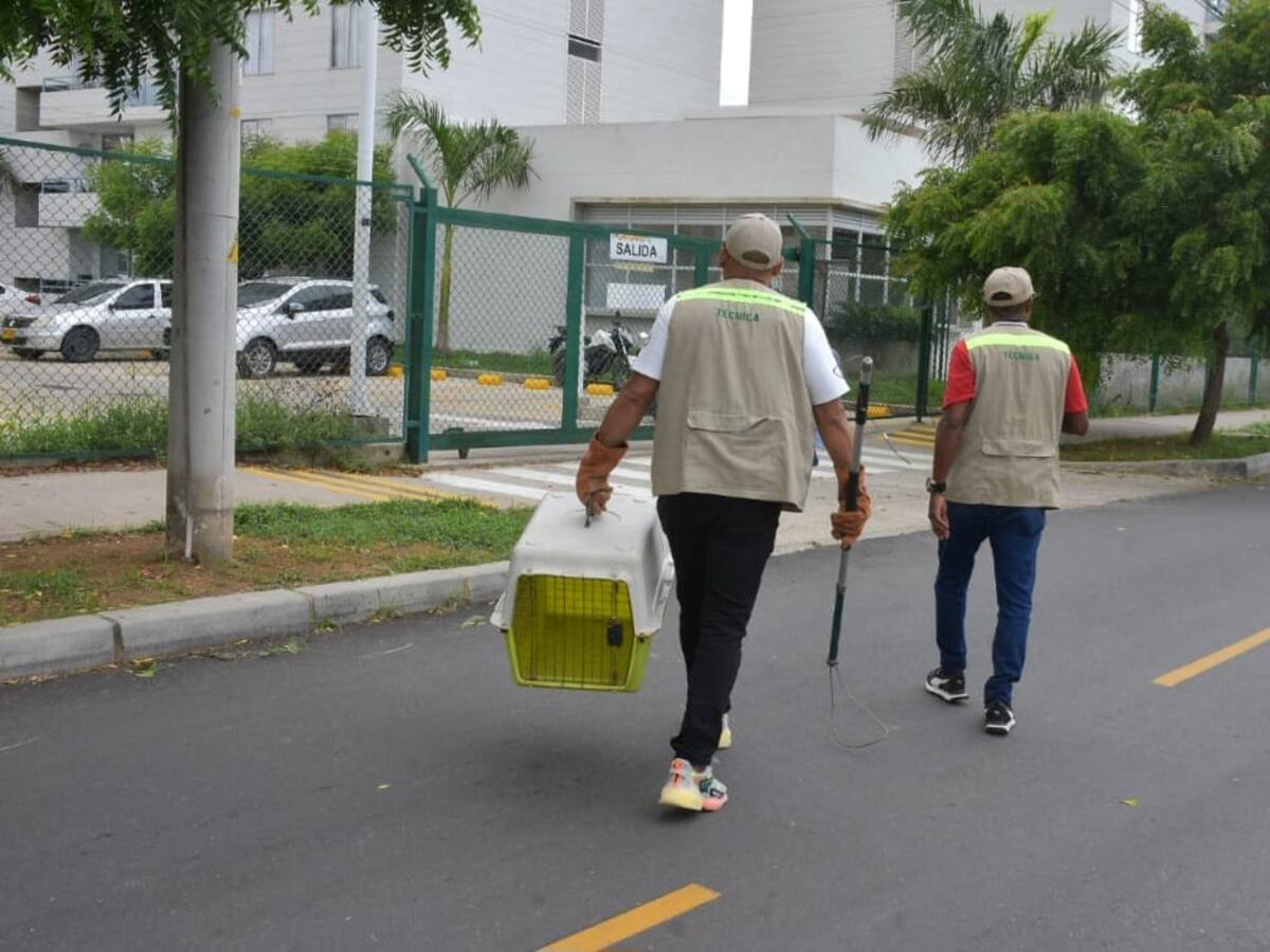 EPA Cartagena atendió avistamiento de babilla en condominio Carioca