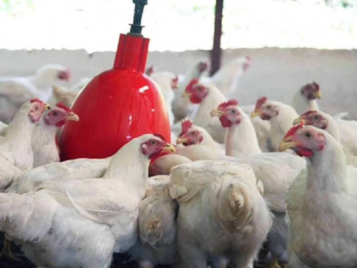 Avicultores del Valle rechazan importación de carne de pollo