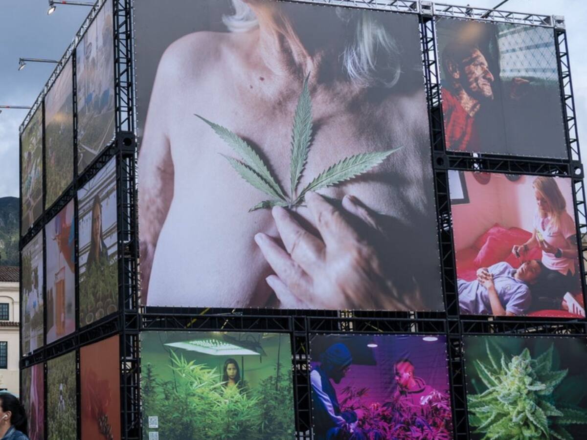 Al Oído: cannabis en alza, ¿cuántas caras tiene el cannabis y cuántas usted?