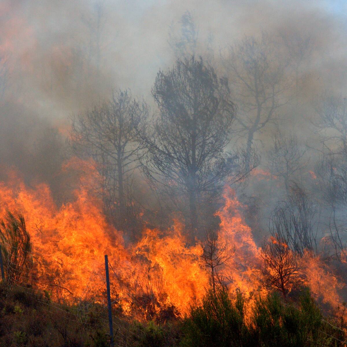 Fenómeno del Niño aumenta riesgo de incendios forestales en cerros de Bogotá: Secretaria de Ambiente