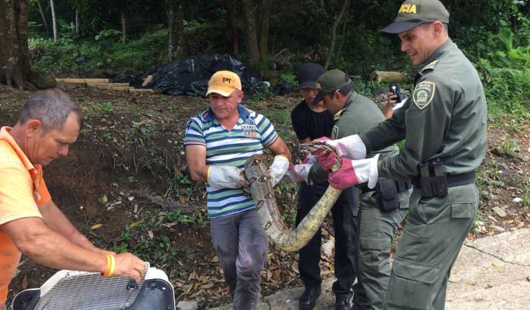 Boa constrictor rescatada en Victoria, Caldas