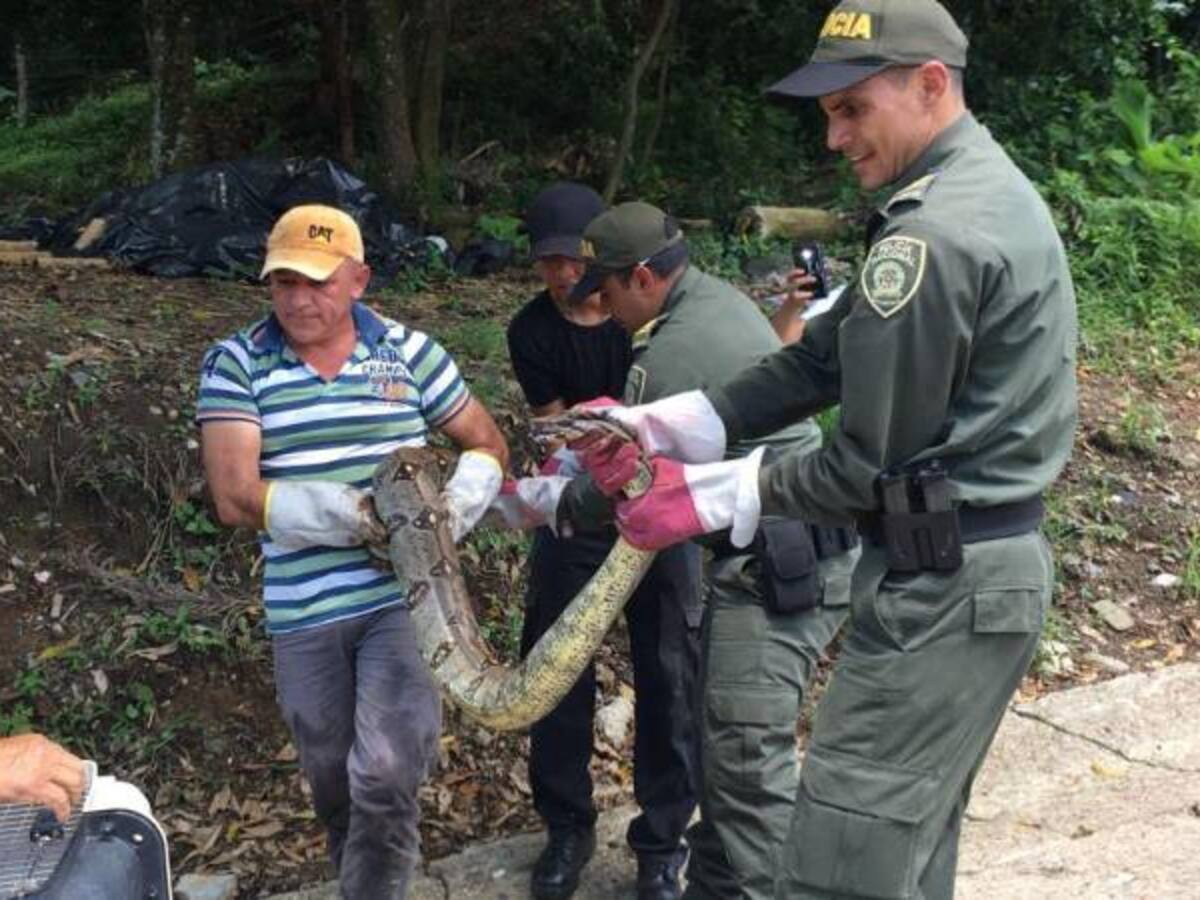 Otra serpiente de gran tamaño es hallada en Victoria, Caldas