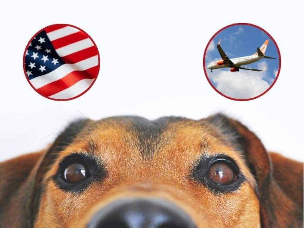 ¿Cómo llevar a mi perro de Colombia a Estados Unidos?: los requisitos cambiaron