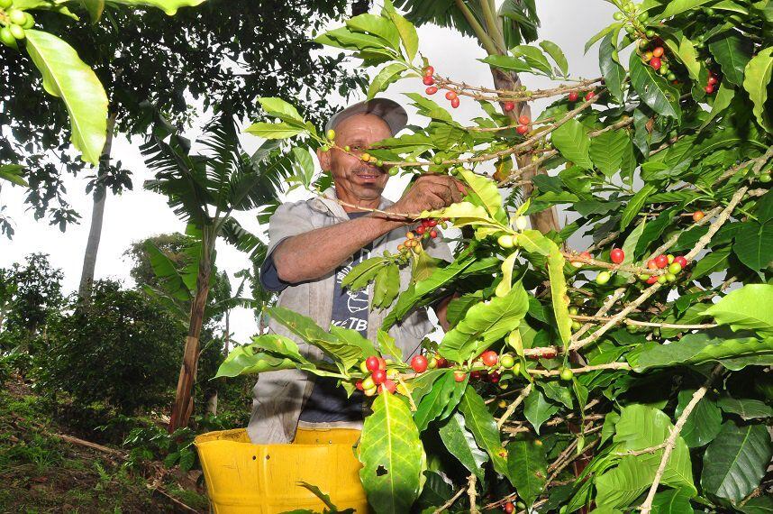 Foto: Federación Nacional de Cafeteros.