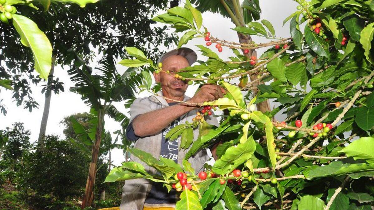 Piden no excluir a Risaralda del programa de apoyo de insumos a caficultores