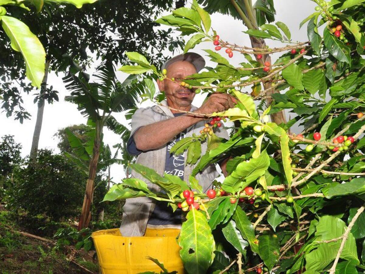 Piden no excluir a Risaralda del programa de apoyo de insumos a caficultores