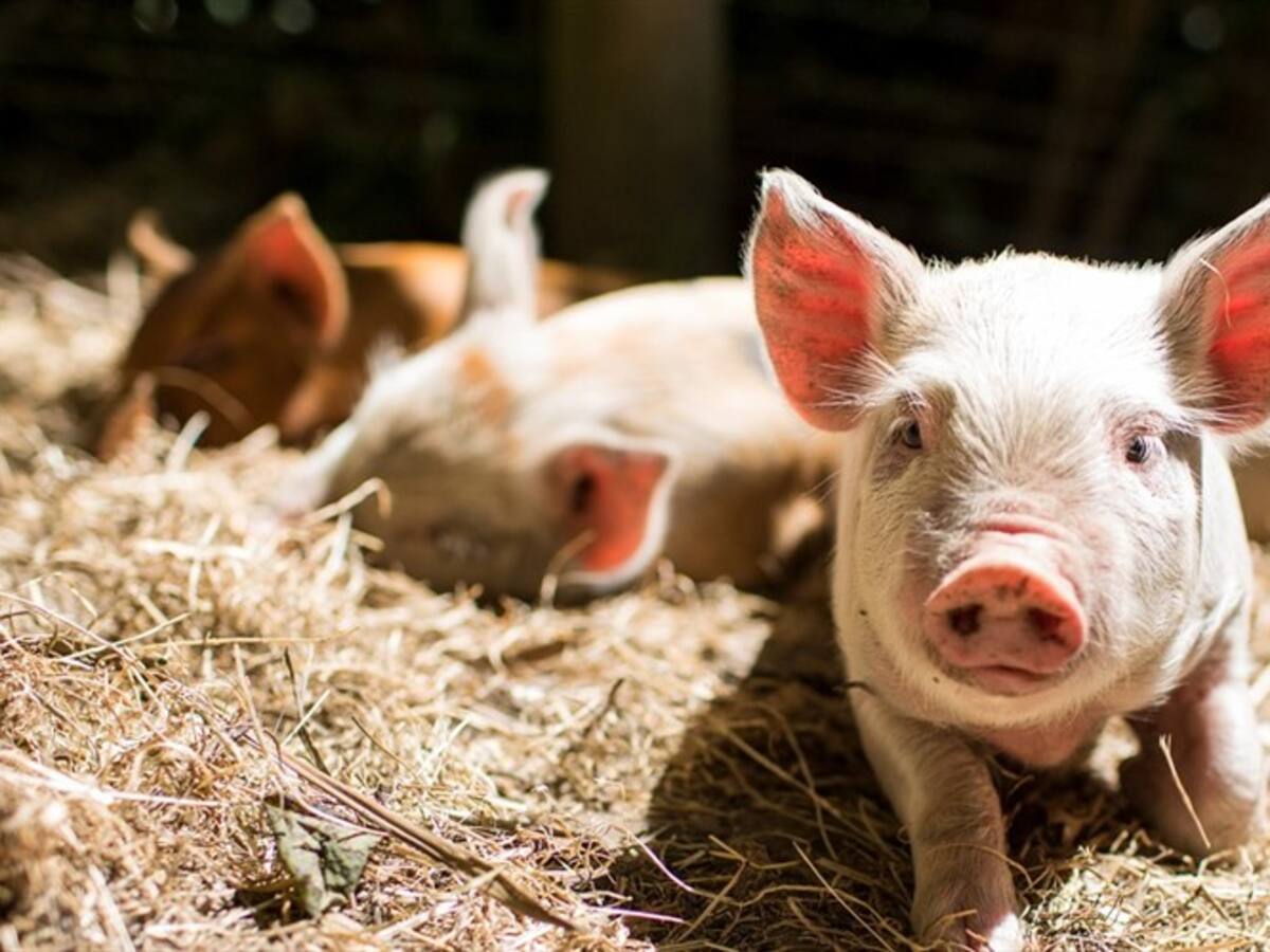 Concejo de Pereira alerta por proliferación de cerdos abandonados en zonas urbanas de la ciudad