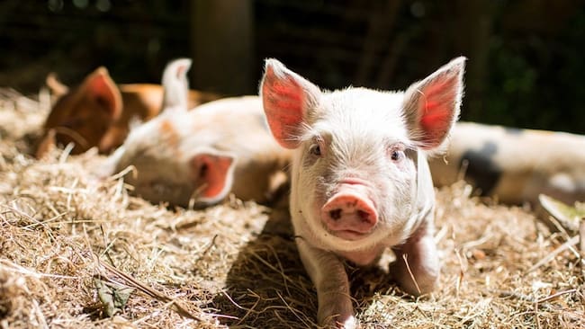 El instante en el que un cerdo mordió las nalgas de reconocida modelo. Foto: Getty Images