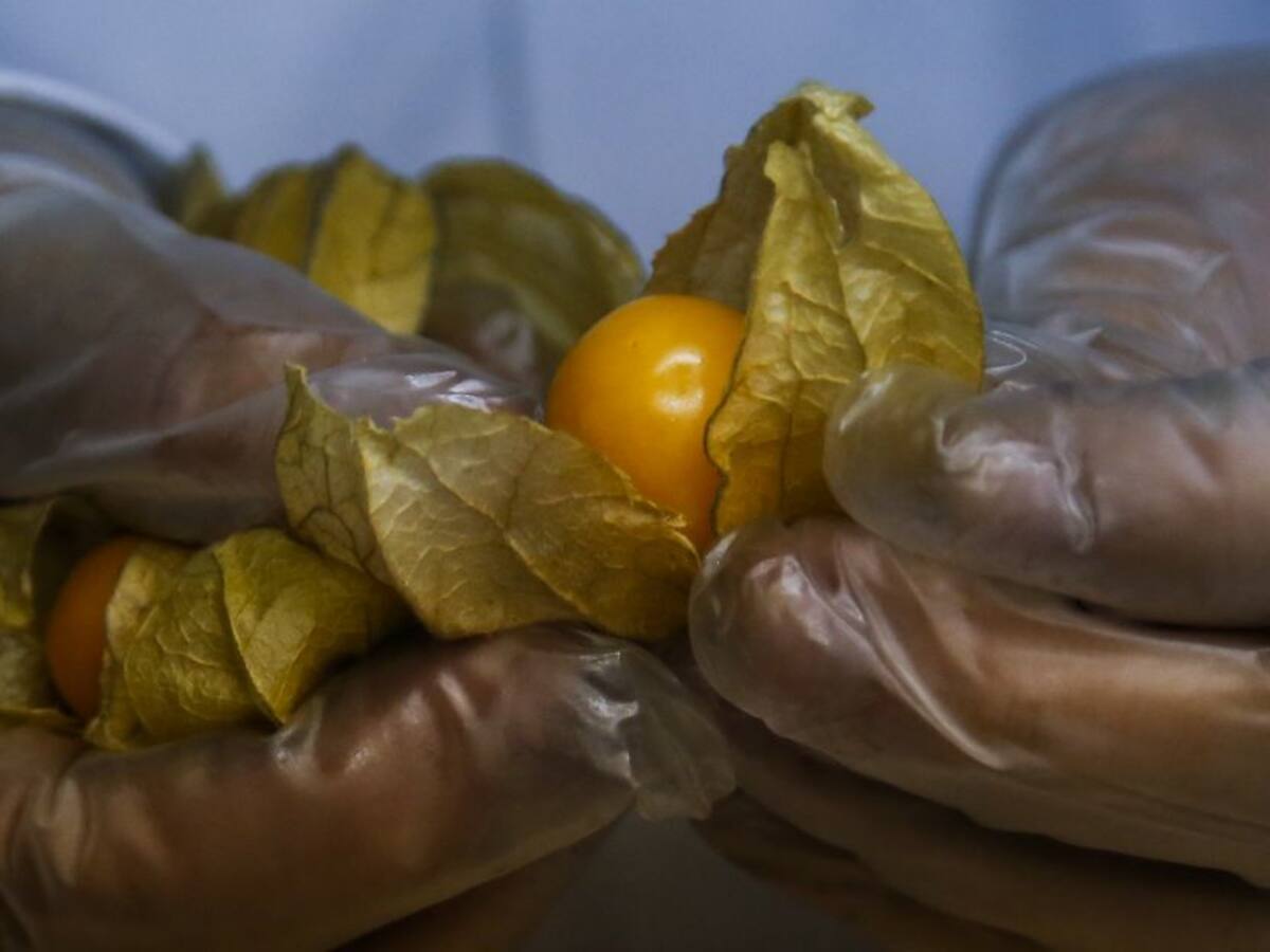 Cultivadores de Uchuva en Chipaque se unieron para reactivar producción