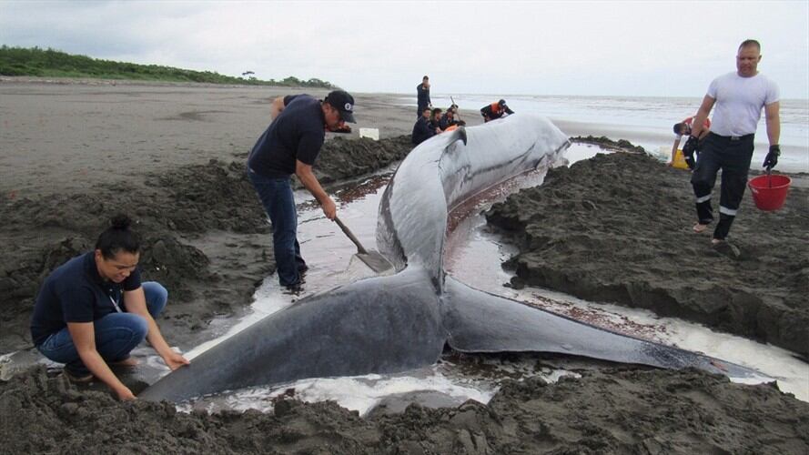Fallece una ballena encallada en la Costa Pacífica de Nariño. Foto: Dirección General Marítima (Dimar)