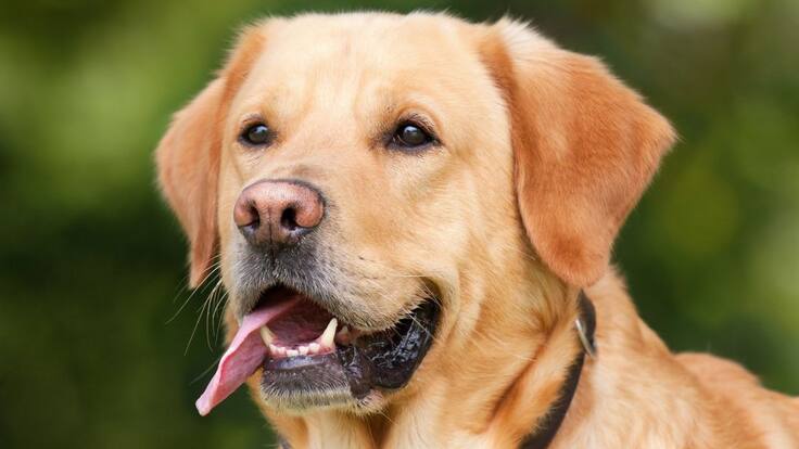 Escuche el programa Mascotas Caracol 25 de septiembre