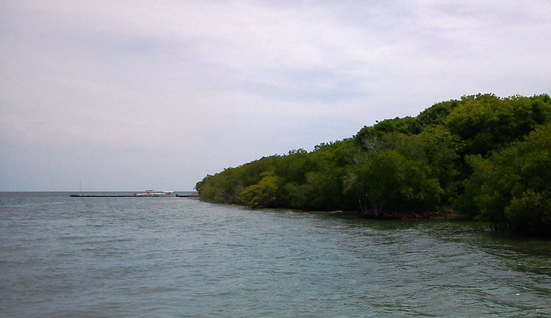 Actualmente se trabaja en protección de los manglares que pueden secuestrar hasta cinco veces más CO2 que los bosques normales