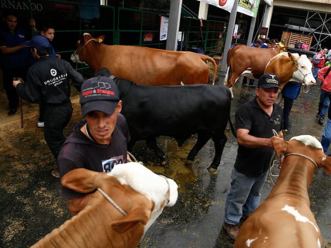 Fenómeno del niño podría disminuir producción de leche y carne en la Costa
