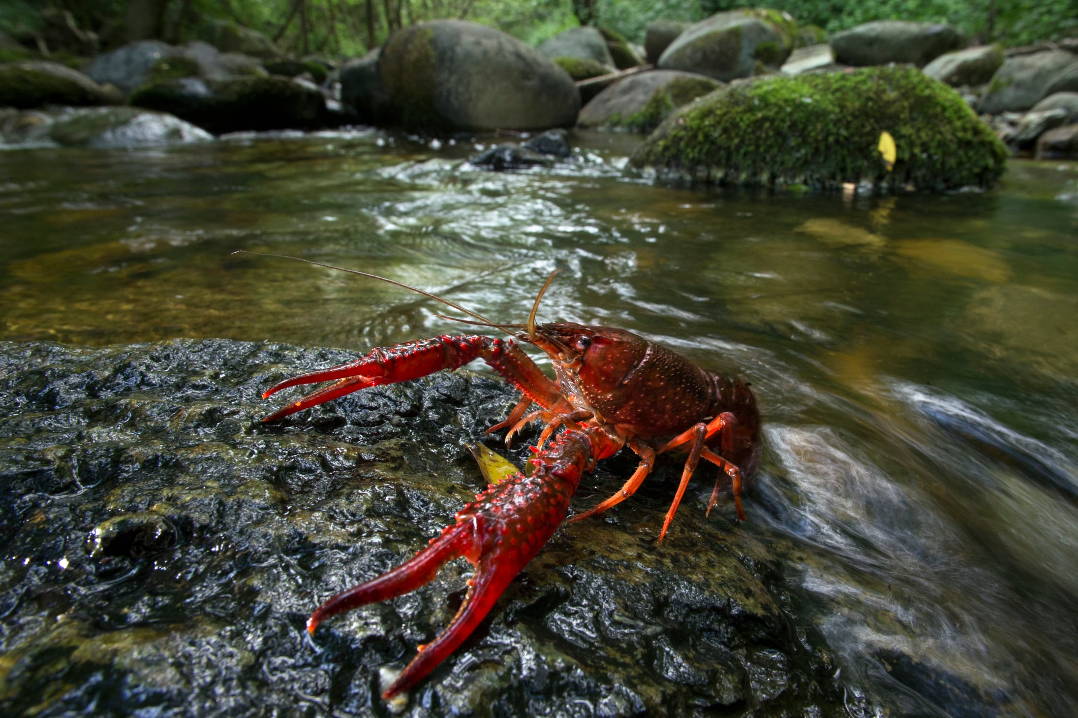 Cangrejo rojo americano (Procambarus clarkii). Getty Images