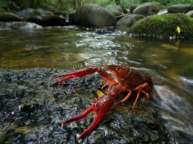 Cangrejo rojo americano (Procambarus clarkii). Getty Images