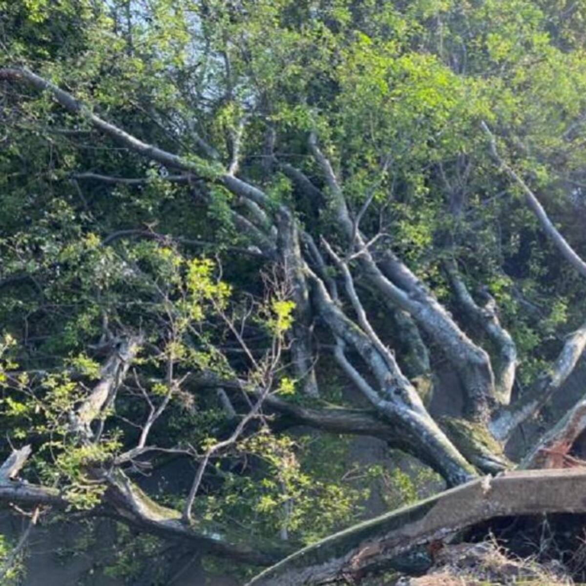 'Cartel de la madera' estaría acabando con los árboles en Cali