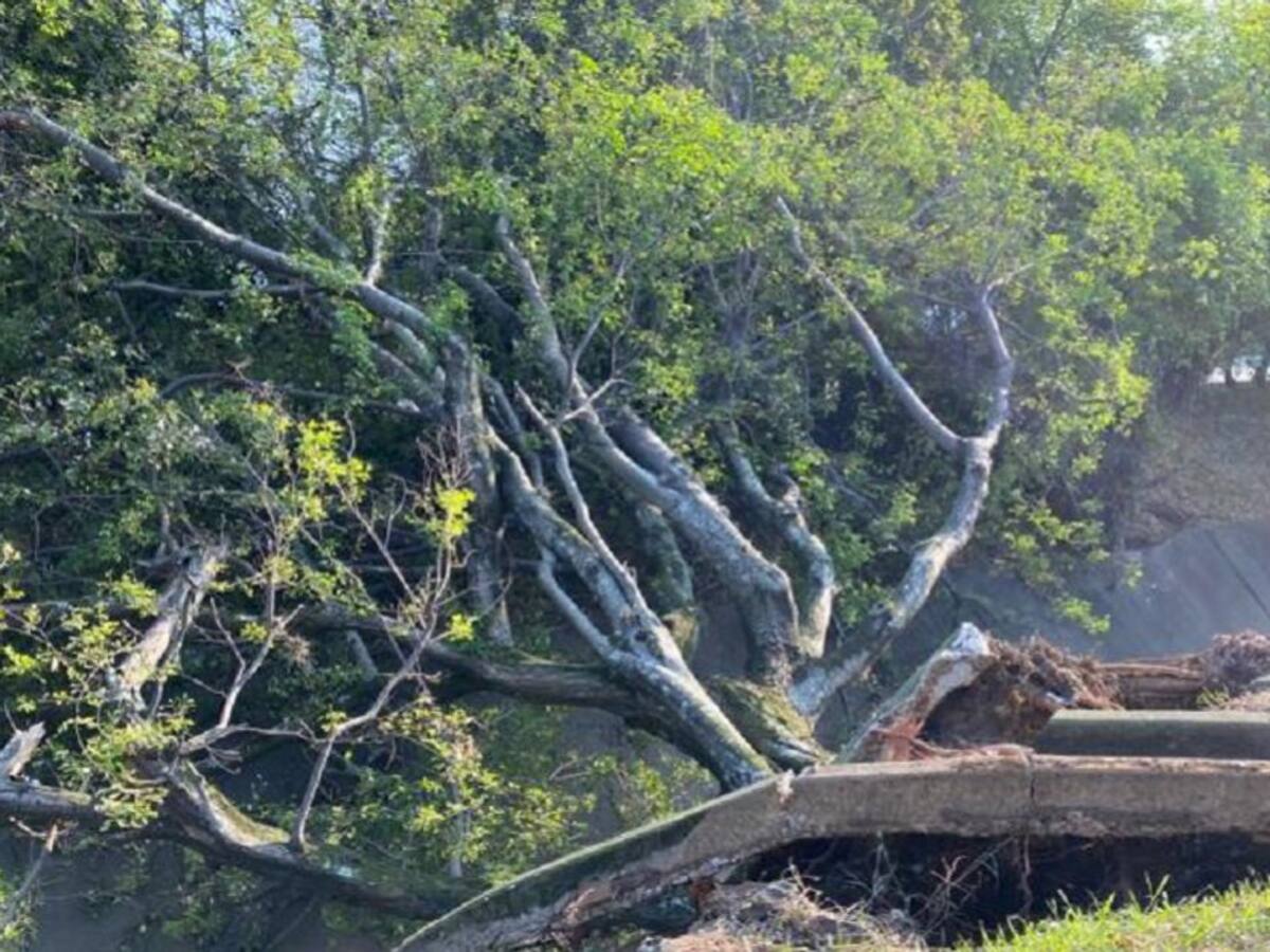 'Cartel de la madera' estaría acabando con los árboles en Cali
