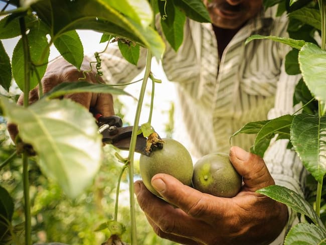 Inteligencia artificial será utilizada para mejorar cultivos colombianos