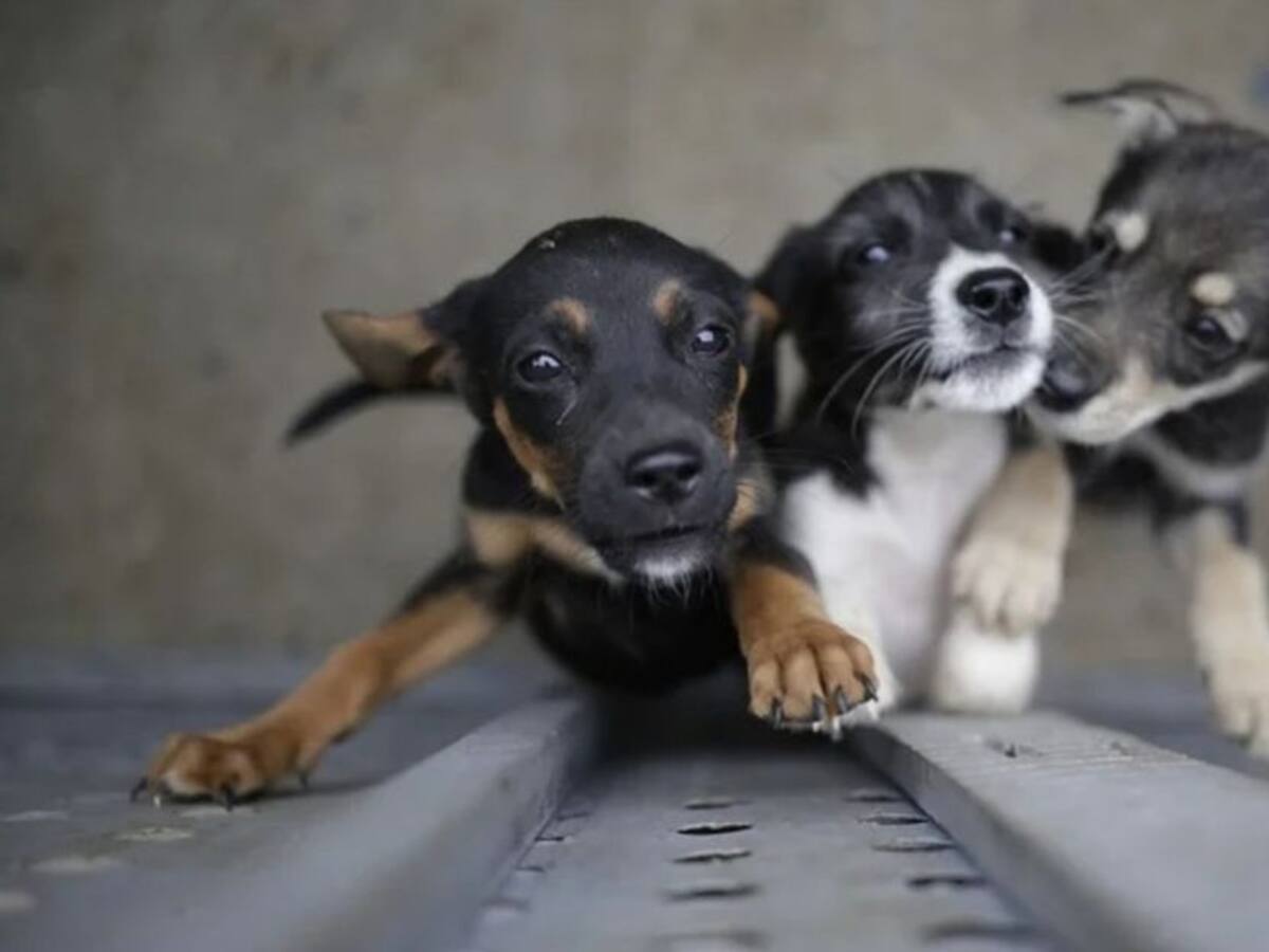 Alerta en Pereira por el alto número de animales que han sido atropellados
