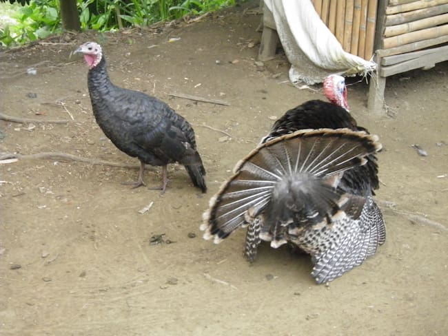 Piscos y pavos, semejanzas y diferencias