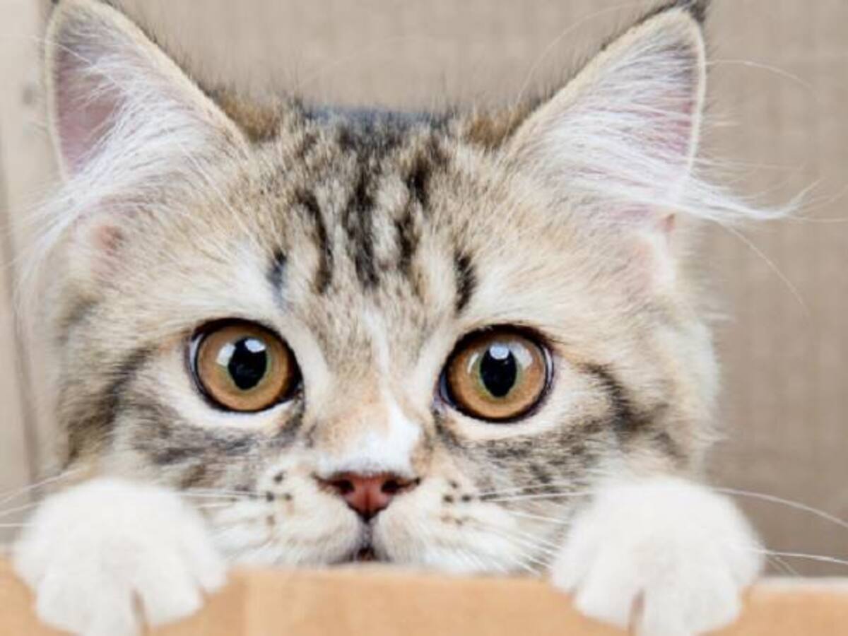 El gato que dice ‘hey’ y no ‘miau’