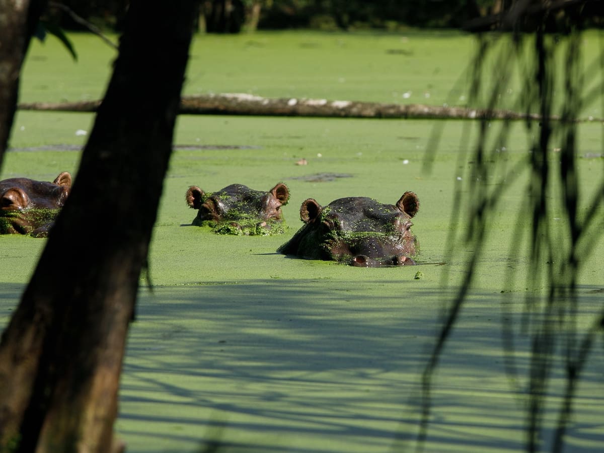 MinAmbiente prepara plan para “frenar” el impacto de los hipopótamos en el Magdalena Medio