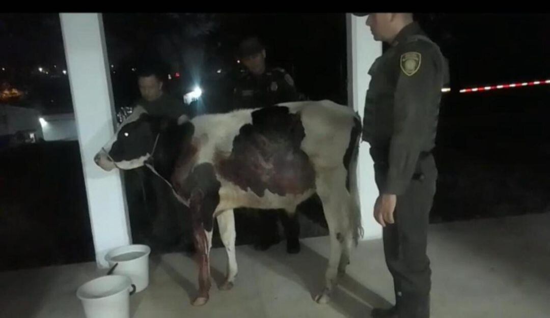 Vaca amarrada en la parte trasera de un carro.