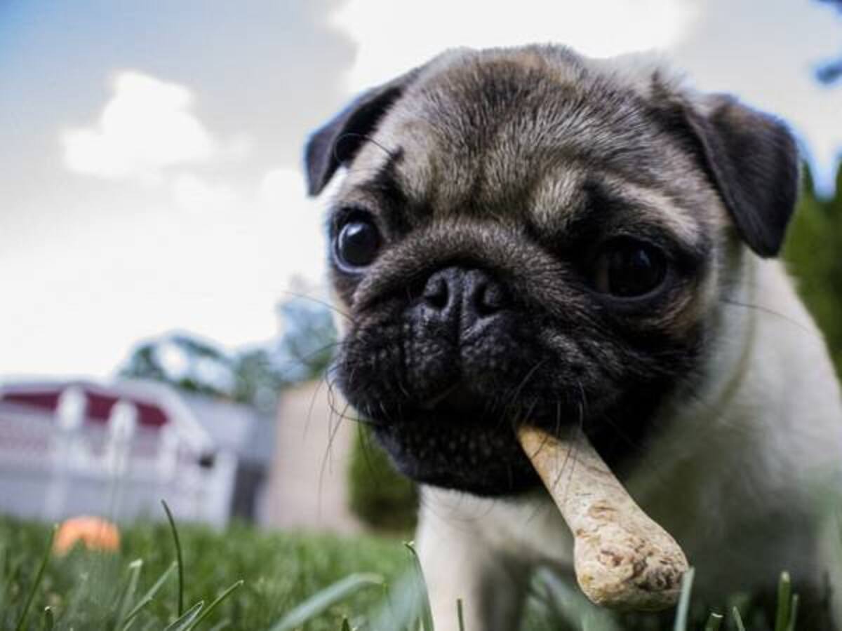 ¿Cómo alimentar a las mascotas?