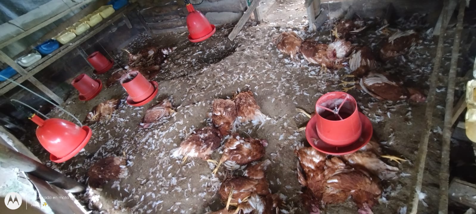 Gallinas muertas- foto cortesía para Caracol Radio