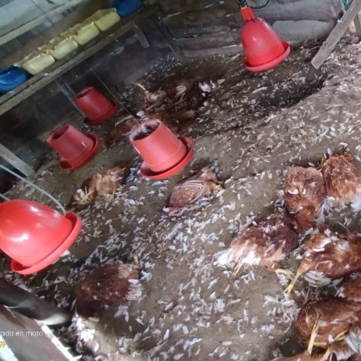 Un globo con pólvora mató 70 gallinas en una finca de Rionegro