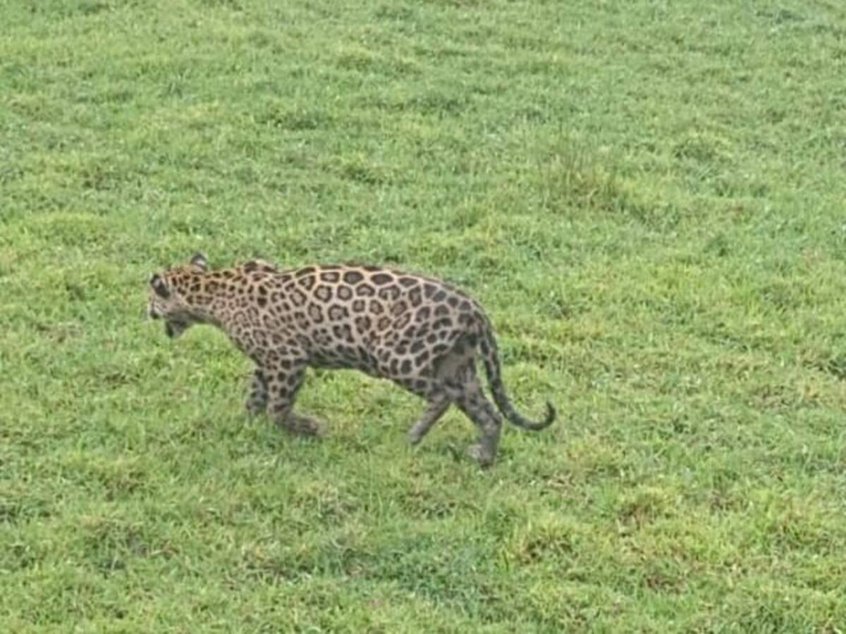 La presencia de un jaguar en Majagual, Sucre, atemoriza la población
