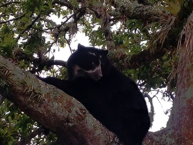 Ganaderos de San Vicente del Caguán se unen para conservar el hábitat del oso de anteojos