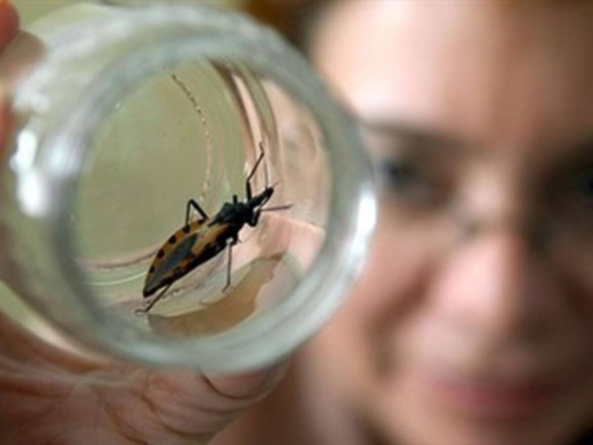 Ácaros de animales silvestres: riesgo para la salud