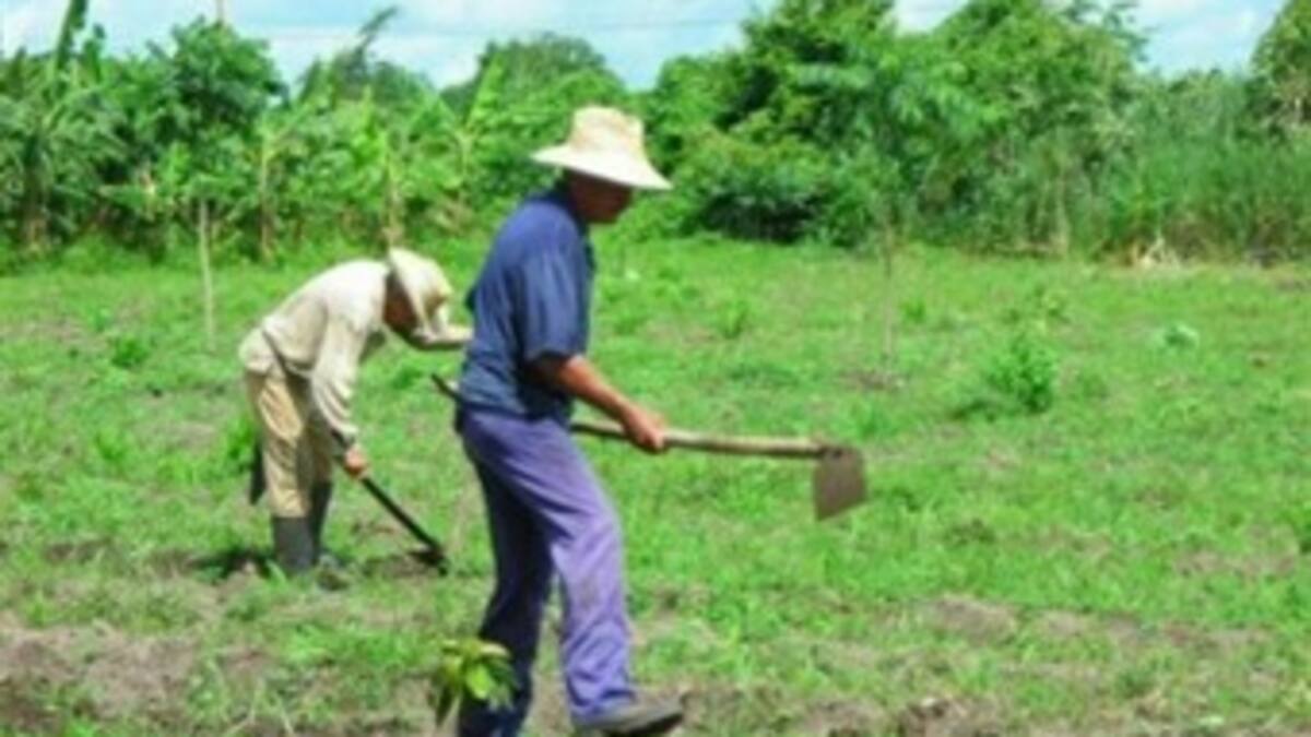Las Farc tienen en su poder 48 mil 900 hectáreas por un valor de 65 mil millones de pesos