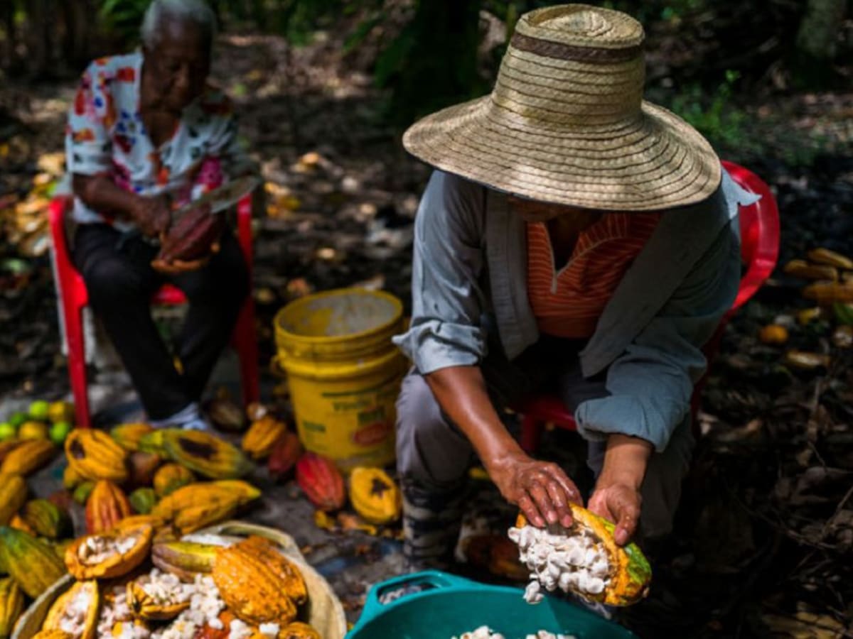 Alianza por la Agrobiodiversidad se congrega esta semana en Bogotá