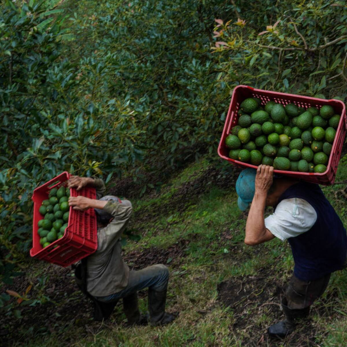 “Jóvenes colombianos no quieren trabajar en el campo”: campesino habla sobre mano de obra venezolana