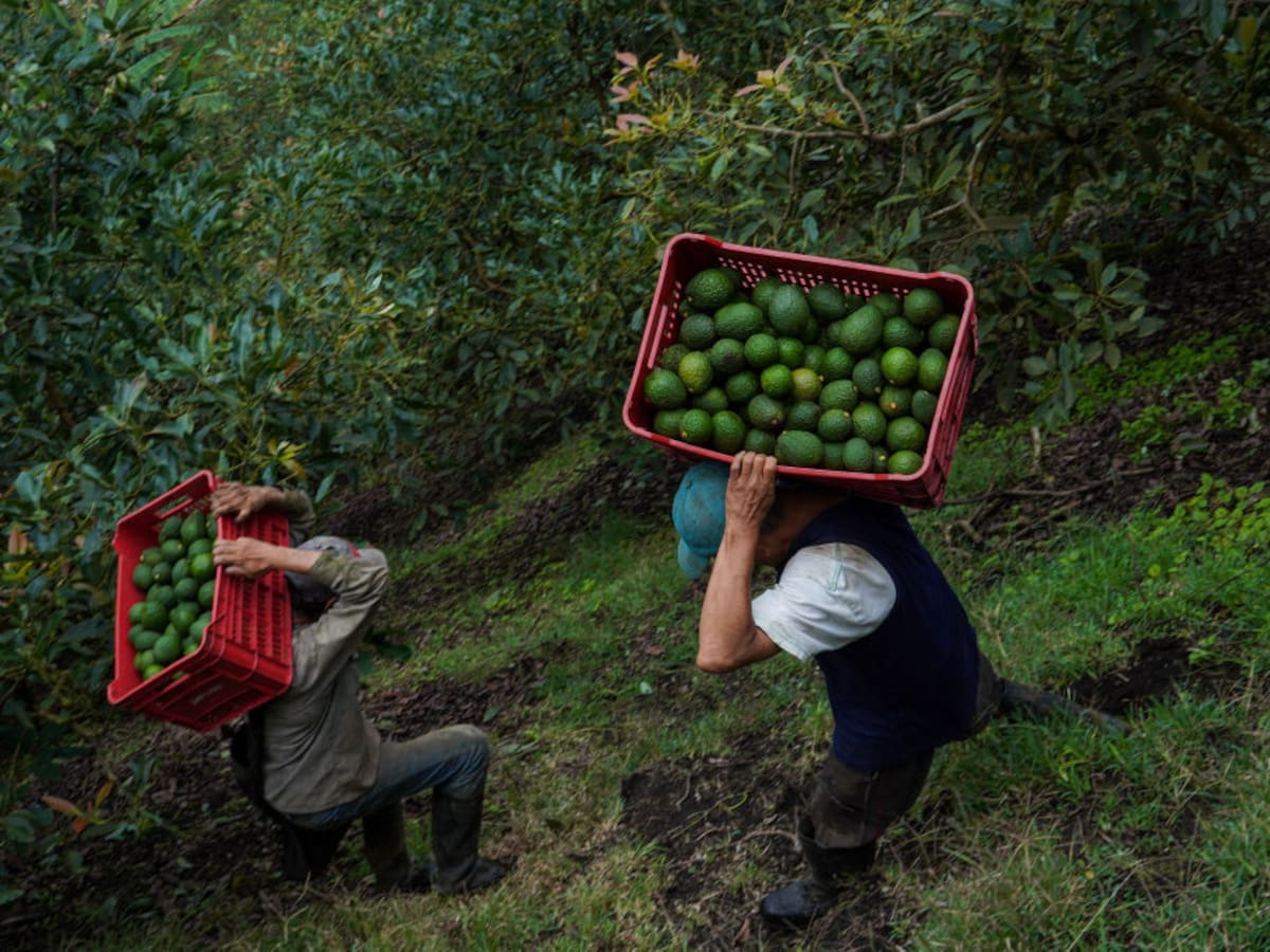 “Jóvenes colombianos no quieren trabajar en el campo”: campesino habla sobre mano de obra venezolana