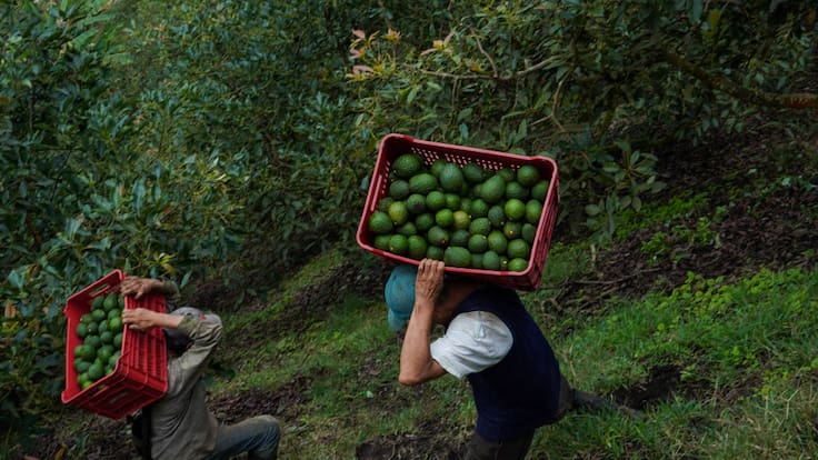 “Jóvenes colombianos no quieren trabajar en el campo”: campesino habla sobre mano de obra venezolana